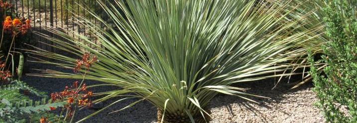 Eine Yucca-Palme mit langen, dünnen Blättern.